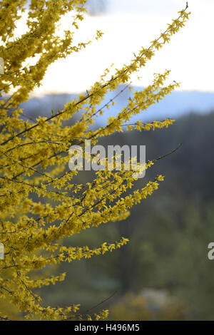 Forsythie Forsythia × Intermedia, Blüten, gelb, Stockfoto