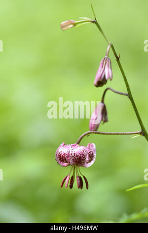 Turk Kappe Lilie, Lilium Martagon, Blüte, Nahaufnahme, Stockfoto