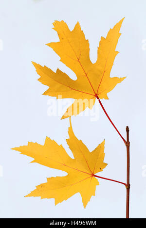 Harewood Blätter im Herbst, Stockfoto