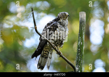 Wasp Bussard Pernis Apivorus, Rückfahrkamera, Stockfoto