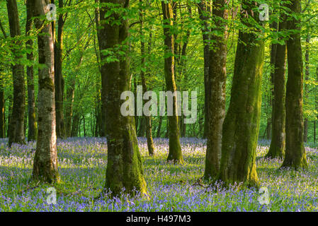 Gemeinsamen Glockenblumen (Hyacinthoides non-Scripta) blüht in einem Laubwald während Frühling, Exmoor National Park, Devon Stockfoto