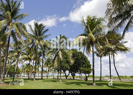 Palmen im Lummus Park, Ocean Terrace, South Miami Beach Art Deco District, Florida, USA, Stockfoto