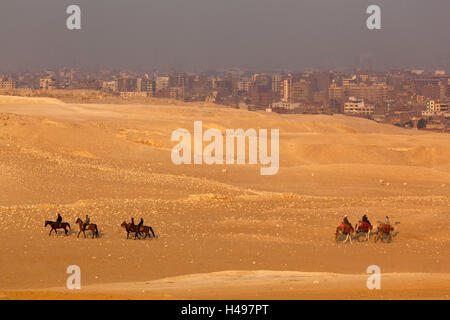 Ägypten, Kairo, Gizeh, Abendlicht, Kamele und Pferde, Stockfoto