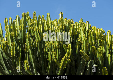 Spanien, Fuerteventura, La Lajita, Oasis Park, Wolfsmilch Pflanze im Botanischen Garten, Stockfoto