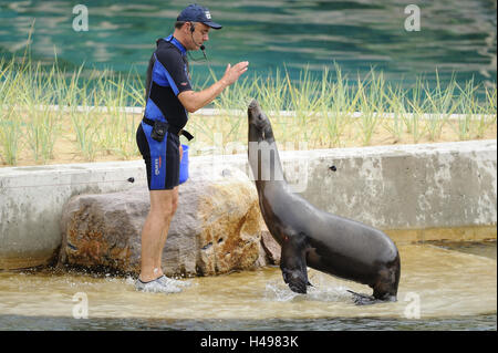 Kalifornische Seelöwen, Zalophus Californianus, tierischen Manager, Ufer, Wasser, an der Seite, Stockfoto