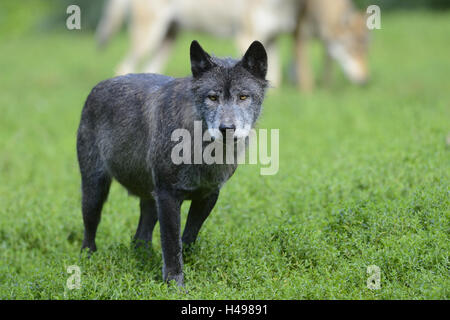 Östlichen Wolf, Canis Lupus LYKAON, Wiese, stehen, Blick in die Kamera, Stockfoto