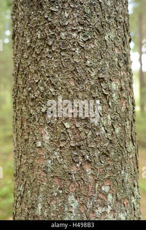 Fichte, Picea Abies, Stamm, Baumstamm, Detail, Stockfoto