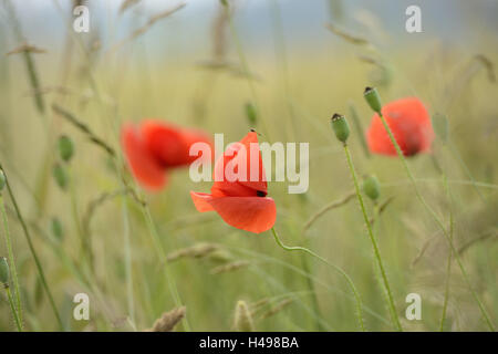 Clap, Mohn, Papaver Rhoeas, Blüte, Stockfoto