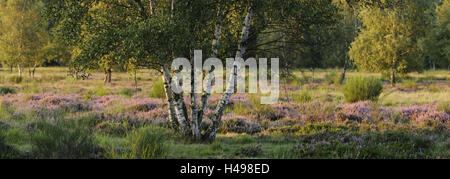 Deutschland, North Rhine-Westphalia, Wahner Heide, Silber Birken, Ginster, Heidekraut, Stockfoto