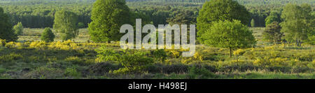 Deutschland, Nordrhein-Westfalen, Wahner Heide, gemeinsame Besen, Stockfoto