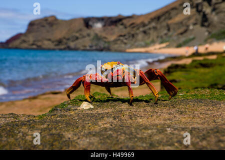 Rote Kliff Krabbe, Grapsus Grapsus, Ecuador, Galapagos-Inseln, Südamerika, Galapagos, Insel, Küste, Felsen, Meer, Pazifik, Klippe, Tierwelt, Tier, Krabbe Krabbe, hell, Zayapa, Arthropoden, Krebstiere, Crustacea, Stockfoto