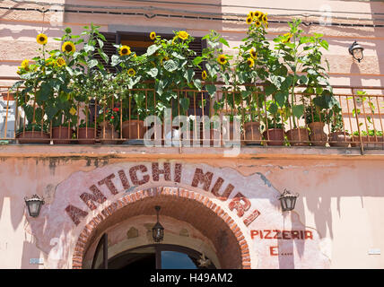 Eine Sonnenblume gefüllt Balkon in das Dorf von Forza d'Agro auf der Insel Sizilien, Italien. Stockfoto