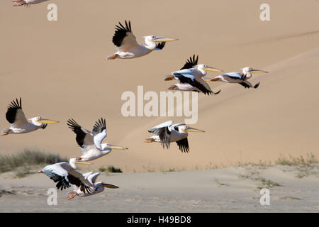 Afrika, Namibia, Walvis Bay, Sandwich Harbour, Pelikane, Flug, Stockfoto