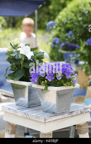 Glockenblumen in Topf, Bluebell, Stockfoto