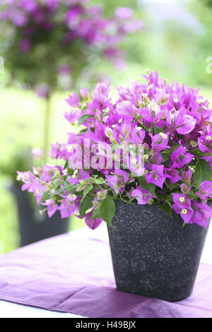 Paperflower, Bougainvillea im Topf, Stockfoto