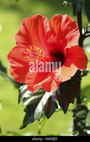 Hibiskus Blume, Blütenblätter, Staubgefäße, Hibiskus, Stockfoto