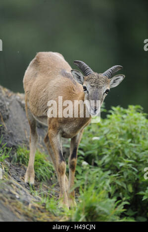 Europäischer Mufflon Ovis Orientalis Musimon, stehend, Vorderansicht, Blick in die Kamera, Stockfoto