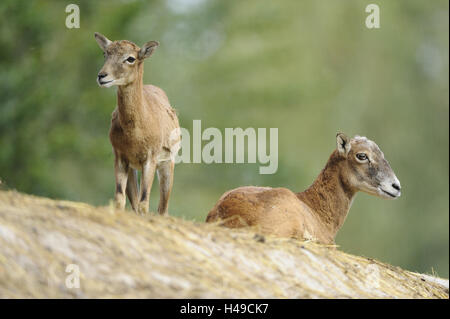 Europäischer Mufflon Ovis Orientalis Musimon, Stockfoto