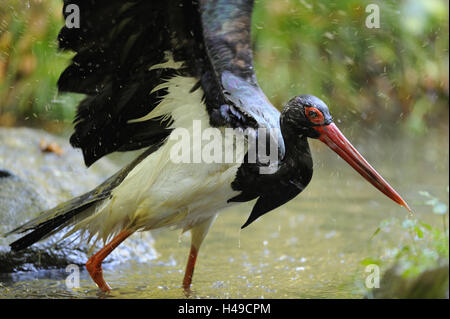 Schwarzstorch, Ciconia Nigra, Wasser, stehen, flattern, Stockfoto