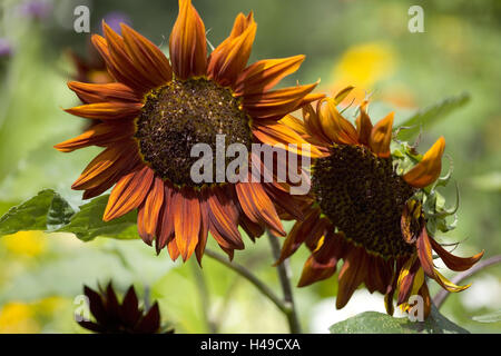 Braune Sonnenblumen im Garten, Stockfoto