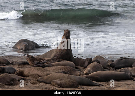 Seeelefantenmännchen am Strand im Año Nuevo State Park, Kalifornien, USA Stockfoto