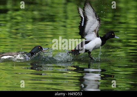 Tufted Ducks Aythya Fuligula, Männlich, zoo Stockfoto