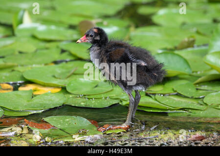 Junge Teich Huhn, Stockfoto