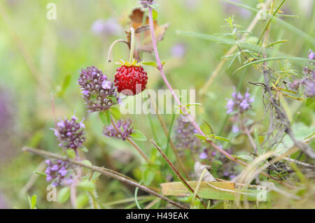 Erdbeere, Fragaria Vesca, breitblättrigen Thymian, Thymus Pulegioides, Stockfoto