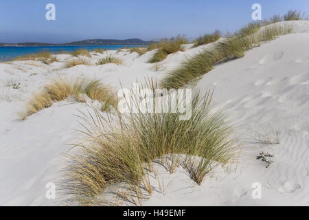 Italien, Sardinien, Porto Pino, Sand Dünen, Rasen, Meer, Europa, Süd, Europa, Insel, Sandstrand, Südwest-Küste, Küste, Landschaft, Küstenlandschaft, Strand, Sand, Düne, Dünen Landschaft, Vegetation, Strand Hafer, niemand, Mittelmeer, Breite, Abstand, Horizont, Stockfoto