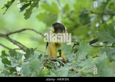 Üblichen Totenkopf Affen, Saimiri Sciureus, Branch, Sit, frontal, Stockfoto