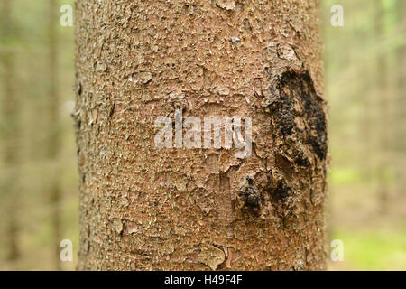 Fichte, Picea Abies, Stamm, Baumstamm, Detail, Stockfoto