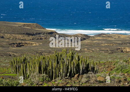 Spanien, Fuerteventura, Cofete im Naturschutzgebiet, Anzeigen über Wolfsmilch Pflanzen an der Küste mit Cofete, Stockfoto