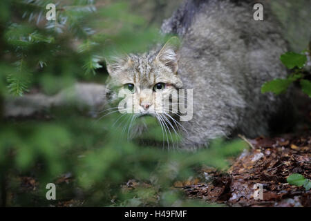 Holz, Wildkatze, Felis Silvestris, Häute, wildes Tier, Wildnis, Tier, Säugetier, Katze, Raubtier, kleine Katze, Entdeckung, Beobachtung, Lebensraum, Gefangenschaft, Dickicht, Aufmerksamkeit, Stockfoto