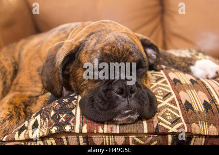 Boxer Welpen Nickerchen Stockfoto