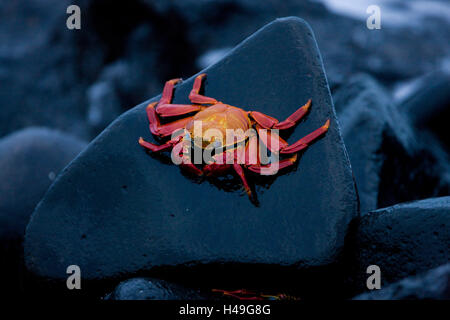 Rote Kliff Krabbe, Grapsus Grapsus, Ecuador, Galapagos-Inseln, Südamerika, Galapagos, Insel, Küste, Fels, Stein, Tier, Krabbe, Tierwelt, Klippe Krabbe, rot, Radiant, Farben, Kontrast, hell, Zayapa, Arthropoden, Krebstiere, Crustacea, Stockfoto