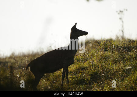 Rothirsch, Cervus Elaphus, Wiese, stehend, Seitenansicht, Hintergrundbeleuchtung, Silhouette, Stockfoto