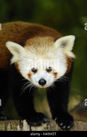 Roter Panda Ailurus Fulgens, halbe Porträt, stehend, Vorderansicht, Blick in die Kamera, Stockfoto