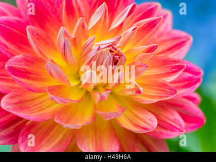 Dahlie "Blooms Irene" Stockfoto