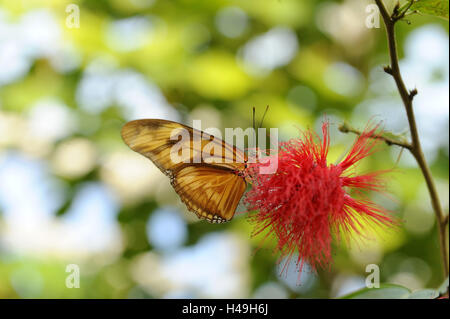 Schmetterling, Flamme oder Julia Schmetterling, Dryas Iulia, Blüte, Bestäubung, Stockfoto