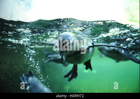 Humboldt-Pinguin, Spheniscus Humboldti, Unterwasser, Tauchen, Blick in die Kamera, Stockfoto