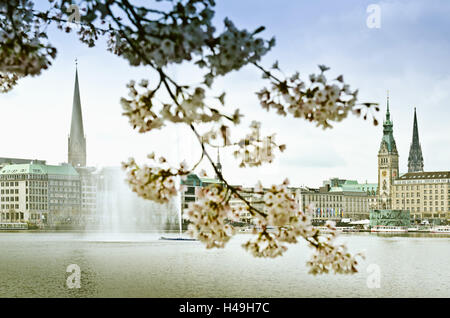 Deutschland, Hamburg, Stadtzentrum, Alster, Binnenalster, Cherry Blossom, Stockfoto