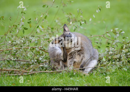 Red-necked Wallaby Macropus Rufogriseus Rufogriseus, Blick in die Kamera, Stockfoto