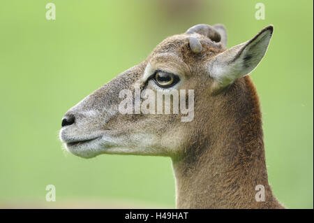 Europäischer Mufflon Ovis Orientalis Musimon, Porträt, Seitenansicht, Tier Zaun, Stockfoto