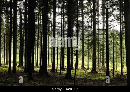 Fichtenwald, Fichten Picea Abies, Oberpfalz, Bayern, Deutschland, Stockfoto