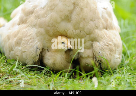 Huhn, Gallus Gallus Domesticus, gackernde Huhn, Küken, Wiese, Vorderansicht, Stockfoto