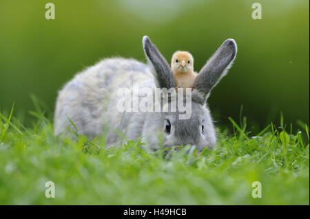 Hase, Lepus, Geflügel Küken, Gallus Gallus Domesticus, Blick in die Kamera, Stockfoto