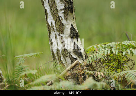 Birke, Betula Pendel, Stockfoto