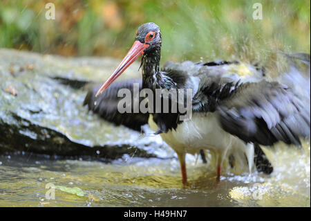 Schwarzer Storch, Ciconia Nigra, Wasser, putzen, Blick in die Kamera, Stockfoto