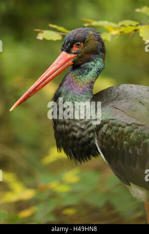 Schwarzstorch, Ciconia Nigra, Portrait, Stockfoto