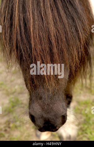 Pferdekopf, Mähne, Detail, Pferd, Portrait, beschnitten, braun, Seitenansicht, Tier, klein, Nahaufnahme, Nutztier, rot-braun, Pony, Zucht, Pferdezucht, close-up, Stockfoto